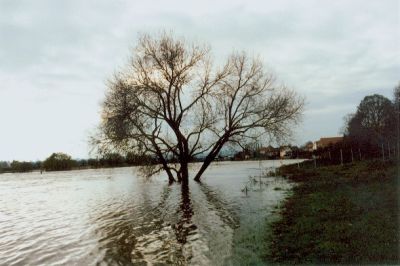 1998 11 elbehochwasser elbufer