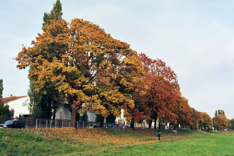 Kötzschenbroder Straße mit Bäumen - 2008