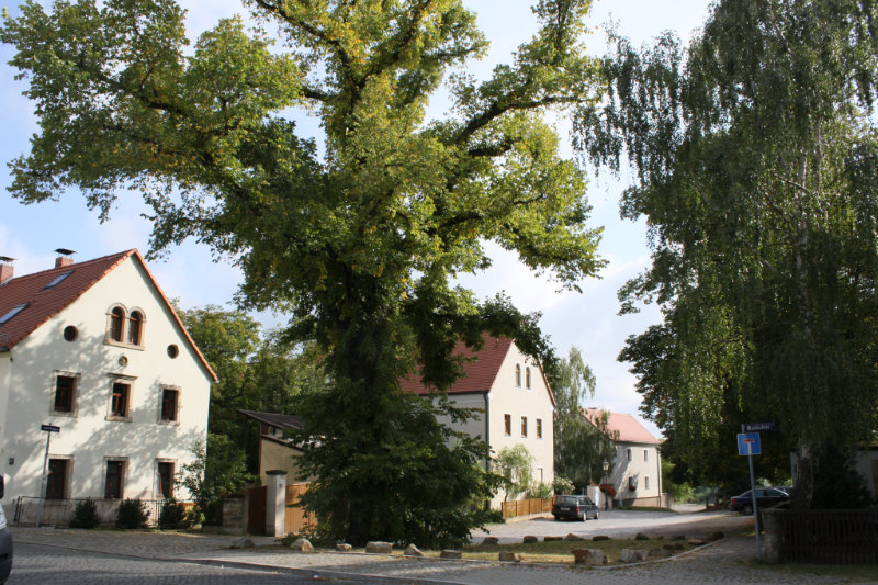 12.09.2009 - Altübigau (Foto: F. Philipp)